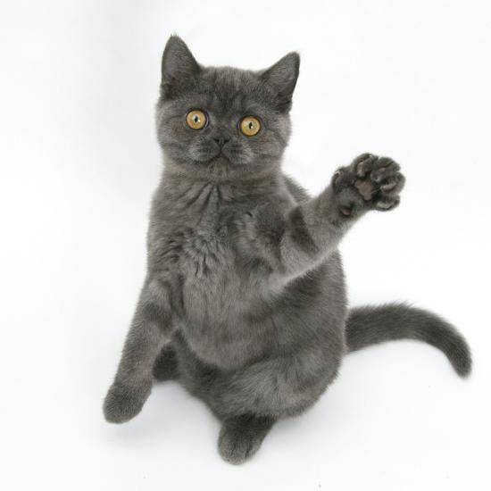 Grey Kitten Sitting Up with Paw Raised' Photographic Print - Mark Taylor |  AllPosters.com
