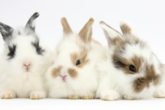 Three Cute Baby Bunnies Sitting Together Photographic Print By Mark