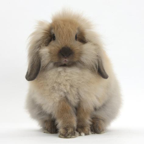 english cocker spaniel adoption