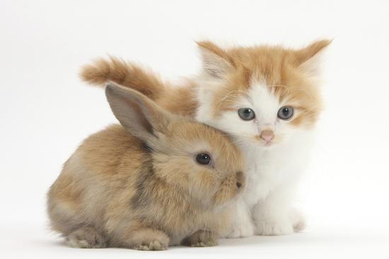pic Baby Ginger And White Kitten ginger and white kitten baby rabbit