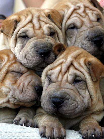 Chineses Shar Pei Puppies Are Displayed For Sale Photographic
