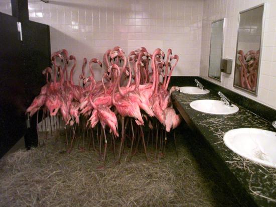 Caribbean Flamingos From Miami S Metrozoo Crowd Into The Men Caribbean Flamingos From Miami S Metrozoo Crowd Into The Men Bathroom