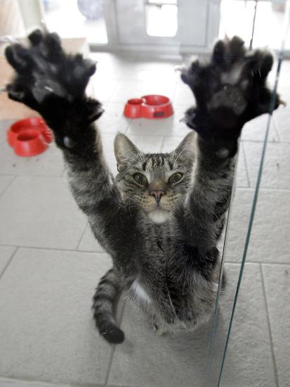 Cat Stretches On A Glass Door In The Animal Shelter In Berlin