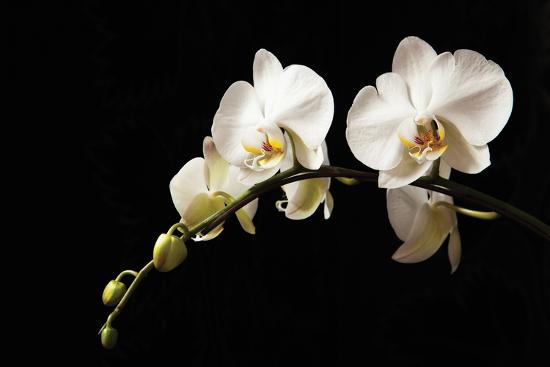 'Orchid on Black' Photographic Print Karyn Millet