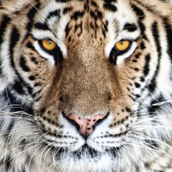 Bengal Tiger Eyes Photographic Print C Mcnemar Allposters Com
