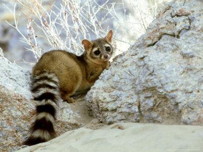  Ringtail  Cat  USA Photographic Print by Wendy Shattil 
