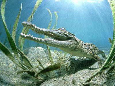 'Saltwater Crocodile, Papua New Guinea' Photographic Print - Tobias