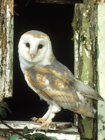 Barn Owl Perched In Old Window Frame South Yorks Photographic