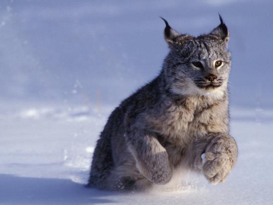 Opciones binarias de lince