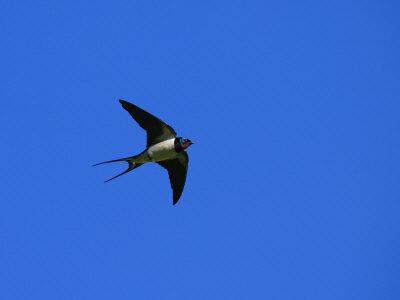 Swallow food image