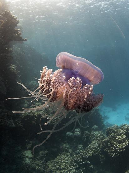 'Jelly Fish, St. Johns Reef, Red Sea' Photographic Print - Mark Webster