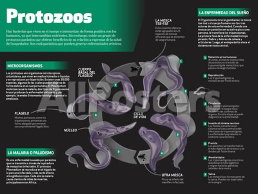 de organismos microscópicos unicelulares
