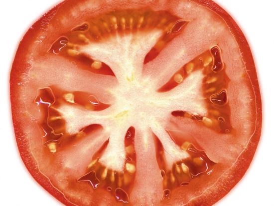 tomato slice photographic print