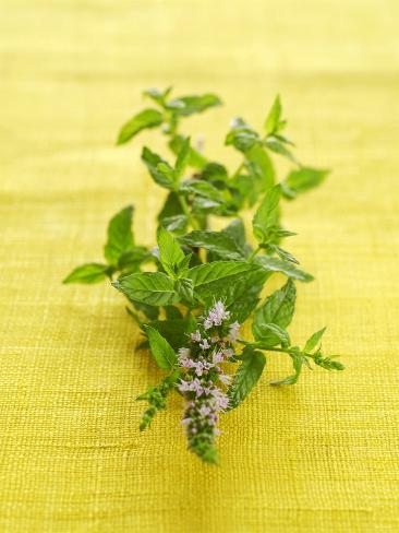 mint sprigs mint sprigs
