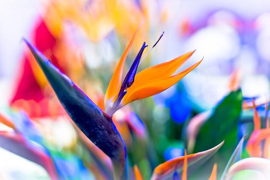 crane flower or bird