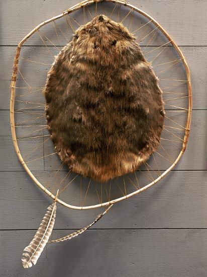&lsquo;Beaver Pelt Stretched on a Sapling Frame and Laced with Rawhide
