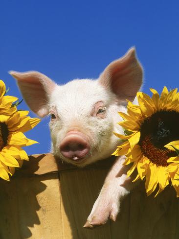 Pig with Sunflowers in Bushel Photographic Print by Lynn M. Stone at