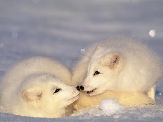 arctic fox pups photographic