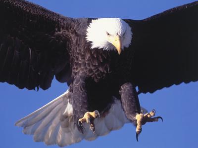 Soaring