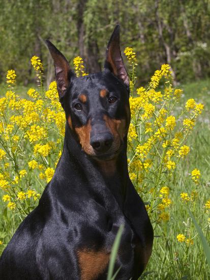 black doberman portrait photographic