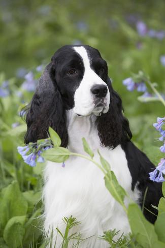 bluebell springer spaniels