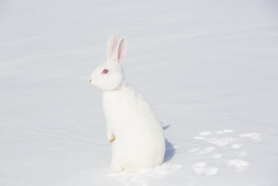 New Zealand Breed White Rabbit in Snow, Union, Illinois, USA ...