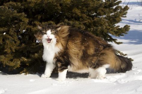 norwegian snow cat