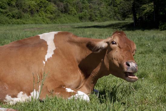 Guernsey Cow Munching on Cud in Spring Pasture Grass, Granby ...