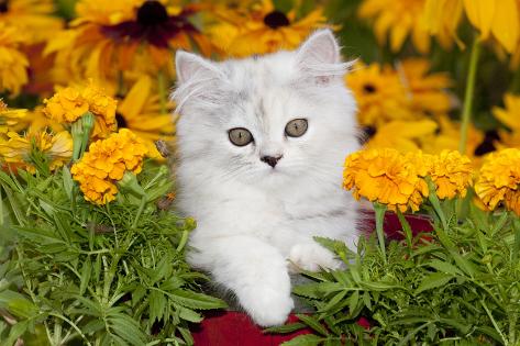 baby doll kitten