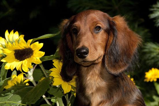 Mini Long Hair Dachshund Connecticut Usa Photographic Print By