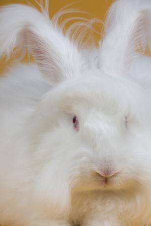 giant angora photographic print by lynn m stone at allposters com