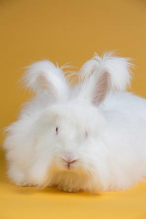 giant angora photographic print by lynn m stone at allposters com