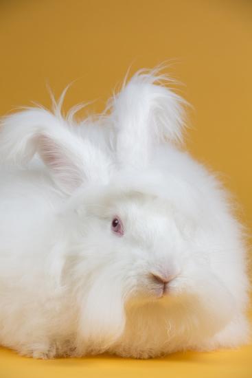 giant angora photographic print by lynn m stone at allposters com