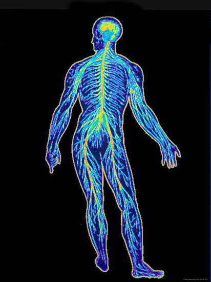 'Whole Body Nervous System' Photographic Print | AllPosters.com