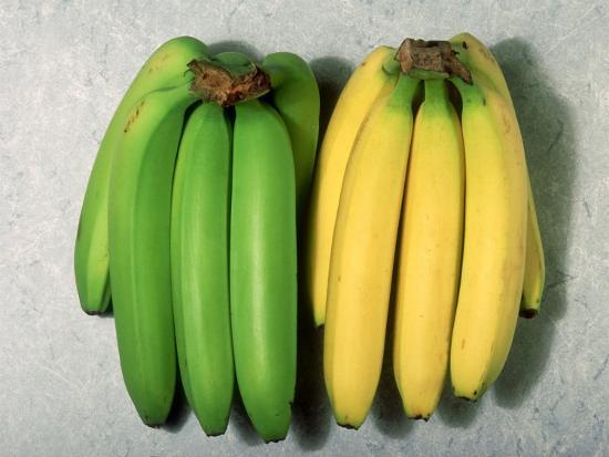 Green and Ripe Bananas Photographic Print by David M. Dennis at
