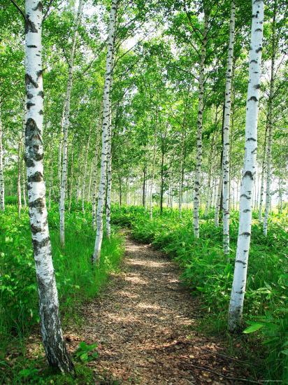 'White Birch Lane' Photographic Print | AllPosters.com