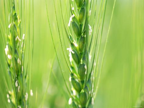 'Wheat Flowers' Photographic Print - | AllPosters.com