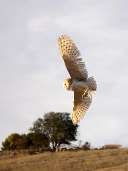 Barn Owl Flying In California Photographic Print By Ruth Mcdunn At