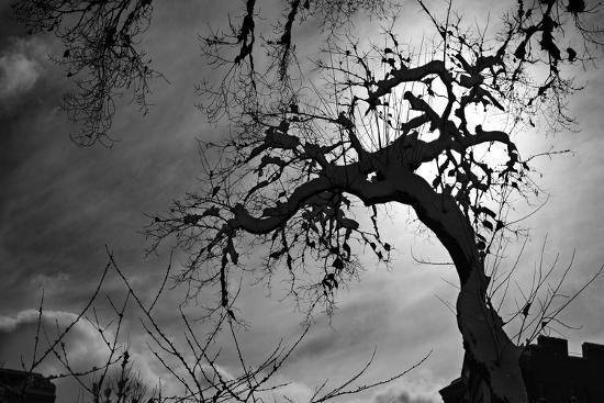 spooky tree photo at