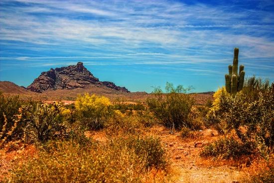 'Desert Scene in Scottsdale, AZ' Photo - | AllPosters.com