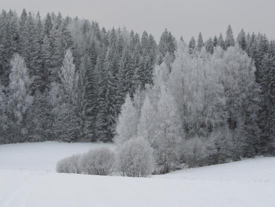 A Cold Forest Of Pine Trees Covered In Snow And Frost Photographic Print Allposters Com