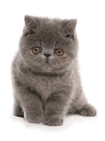 British Shorthair Teddy Bear Cat Breed - British Shorthair