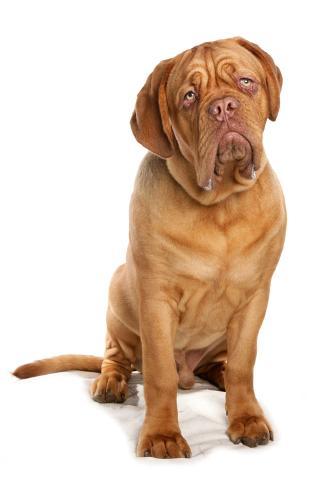 french mastiff adult