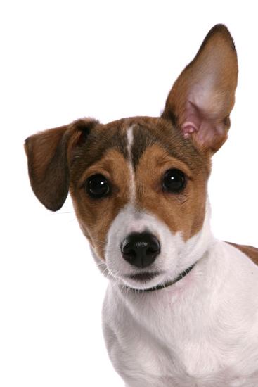Domestic Dog, Jack Russell Terrier, female puppy, with one ear up ...