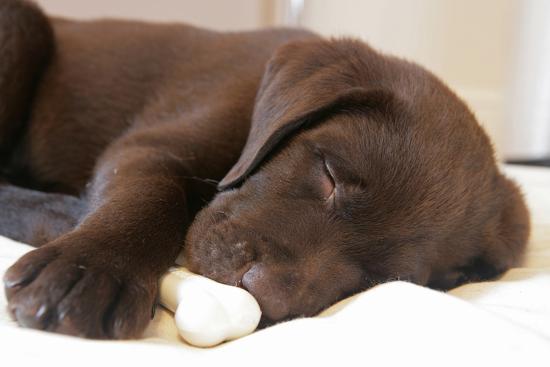 Domestic Dog Chocolate Labrador Retriever Male Puppy Sleeping Photographic Print Chris Brignell Allposters Com