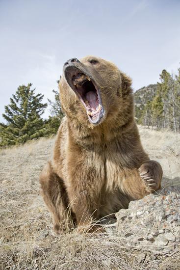 &lsquo;Grizzly Bear (Ursus arctos horribilis) adult, sitting with open mouth