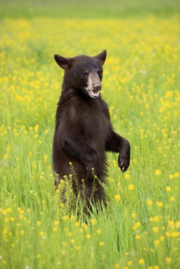 American Black Bear (Ursus americanus) cub, standing on hind legs in ...