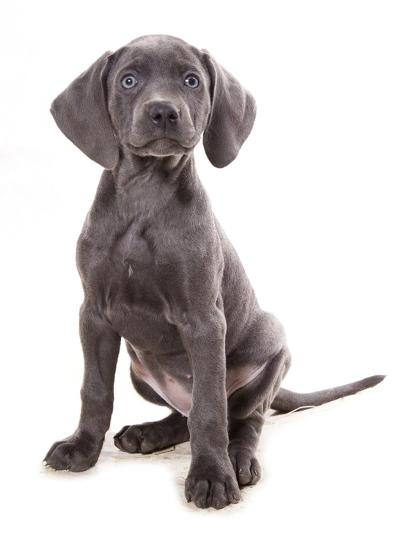 Domestic Dog Weimaraner Blue Short Haired Variety Puppy