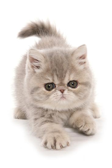 Domestic Cat Exotic Shorthair Kitten Padding Photographic Print