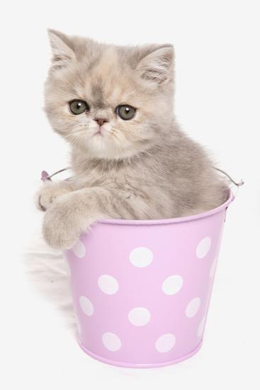 Domestic Cat Exotic Shorthair Kitten Sitting In Pink Bucket
